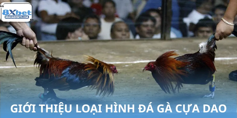 Đá gà cựa dao là loại hình cá cược kịch tính đến nghẹt thở